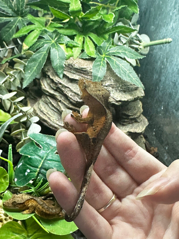 Various Baby Crested Geckos for Rehome