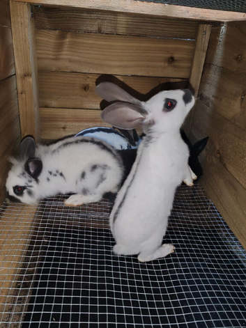 English spot & lionhead and continental giant