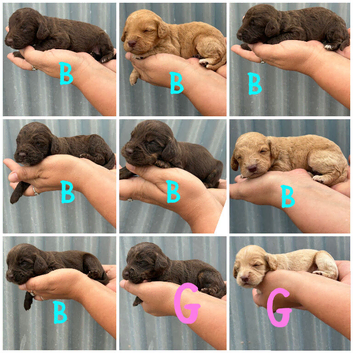 Beautiful litter of 9 cockapoo puppies