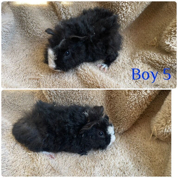 Boys and girls guineas  for sale