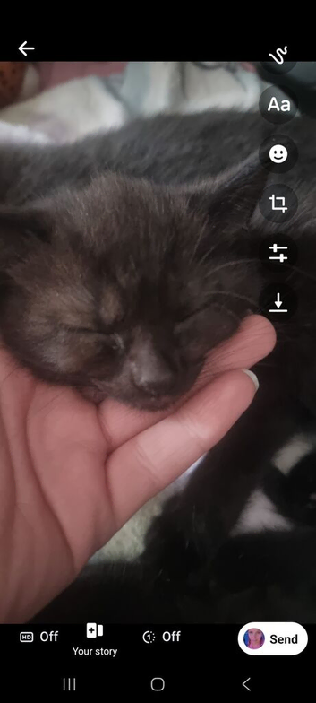 Brother and sister 6 weeks old