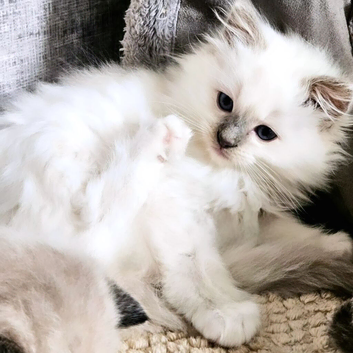 Tica lilac ragdoll males