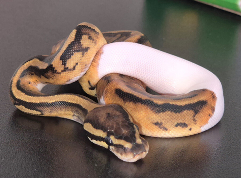 Female Leopard Pied (possible Phantom)
