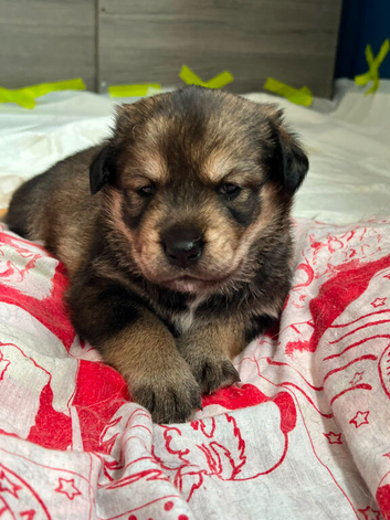 Beautiful rottsky girl