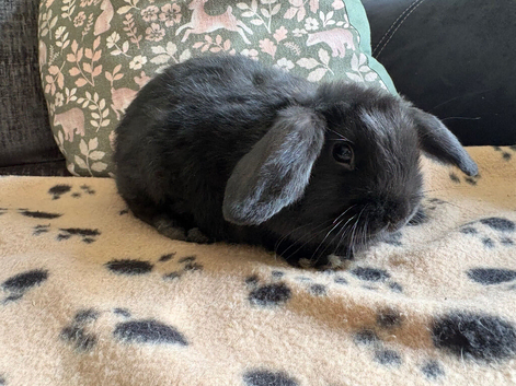Mini lop, ready now