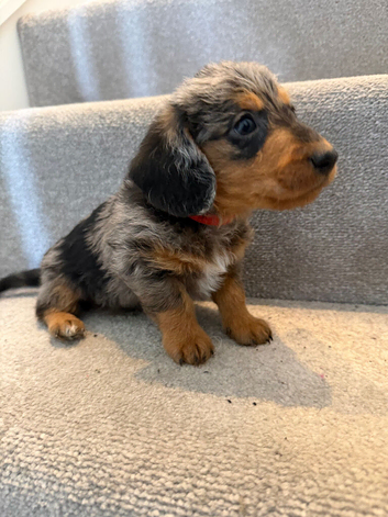 ️Miniature Doxiepoos️