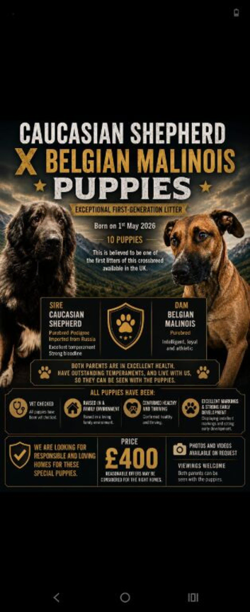 Caucasian shepherd X Belgium malinois