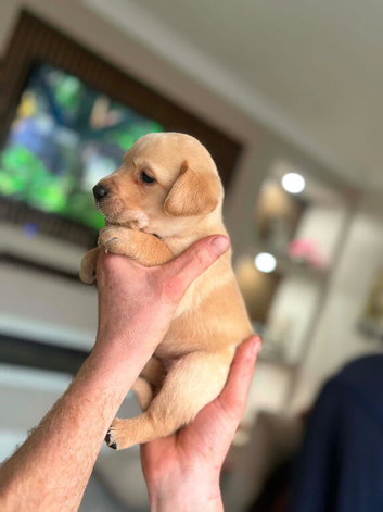 2 lab puppies