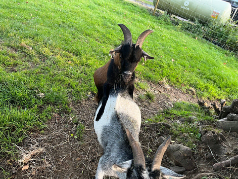 2 year old proven billy