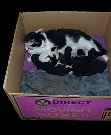 Kittens wanting a loving home to call their own