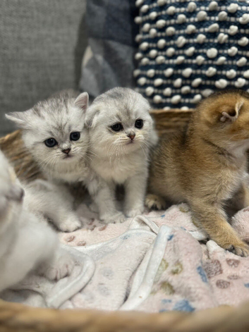 Scottish fold/straights Ready sept 13th