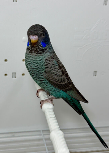 Black Face Black Wing budgie For Sale