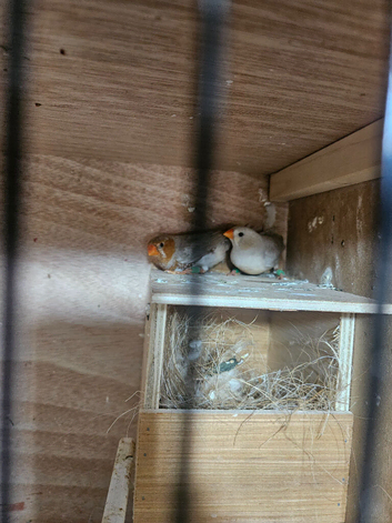 Young pairs