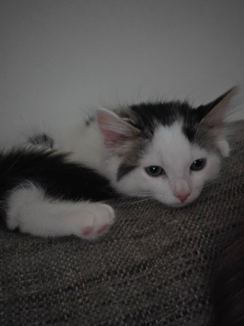 Last the litter- female kitten