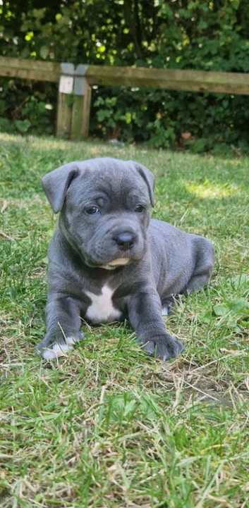 Staffordshire Bull Terrier Pups