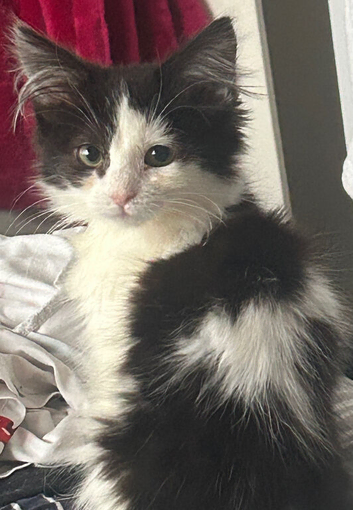2 female kittens for sale