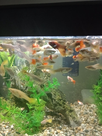 Free Young Juvenile Guppies