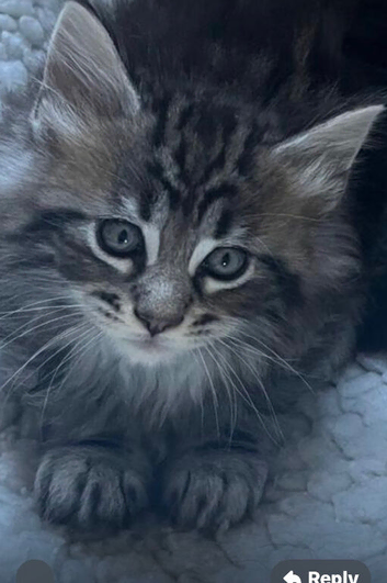 Stunning Mainecoon kittens