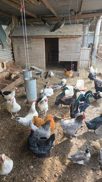 Pol chickens