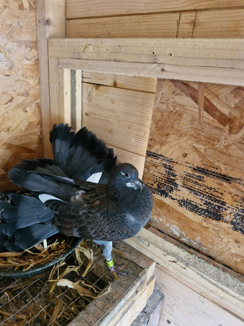 Pigeons