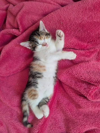9 beautiful kitten for sale
