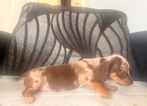 Ready now Chiweenie puppies Minature dachshund x chihuahua