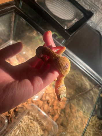 Tamed leopard gecko