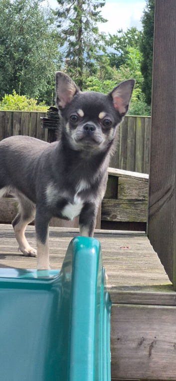 ️ Stunning Blue Chihuahua Girl
