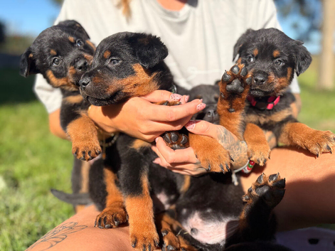 Last pups remaining