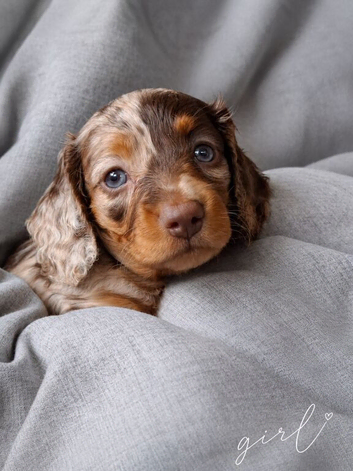 Mini long hair dachshund dapples and tans