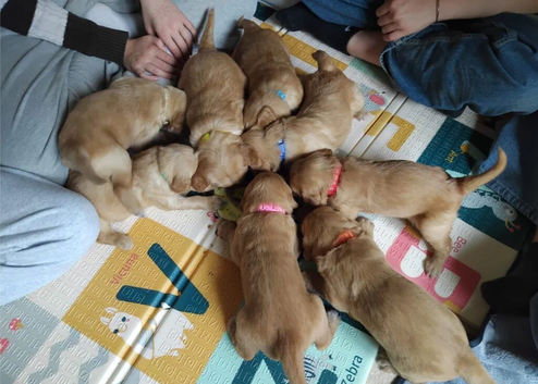 Beautiful Golden Retriever Puppies Ready Soon &ndash; 4 Boys & 4 Girls