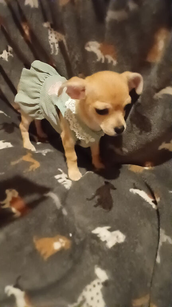 Tiny girl chihuahua named Pixie