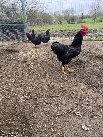 Chickens available all pure breed breeding pens