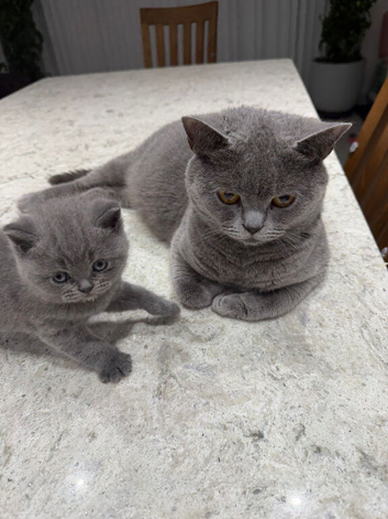 British Shorthair Kitten
