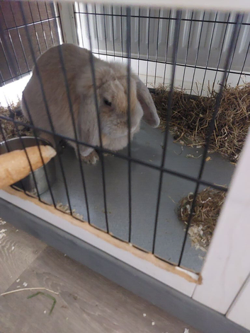 10 month old Fawn colour Female