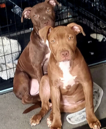 Beautiful light chocolate green eyes female