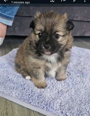 Pomeranian pupoies
