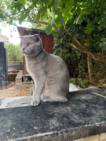 Beautiful Blue Scottish Fold Girl - 20 Months - Neutered