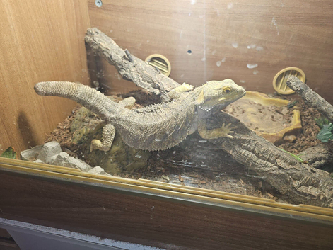 Bearded dragon and tank