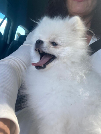 Beautiful White Pomeranian Boy