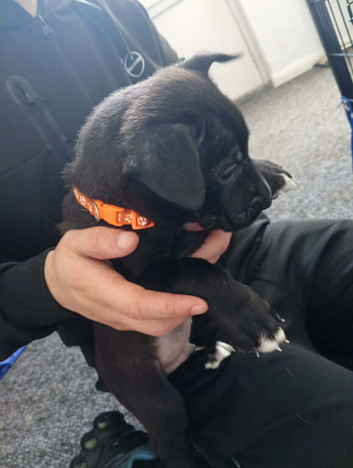 Mali pups