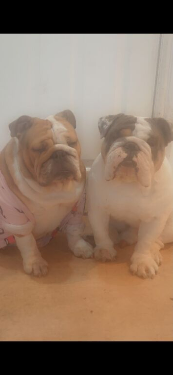 NEED REHOMING TOGETHER WILL NOT SEPARATE