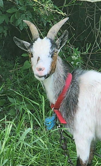 Pygmy nanny goat