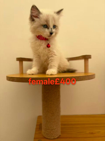 Beautiful Ragdoll cats for sale.