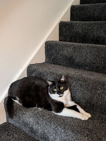 Loving girl in need of a 5 star home