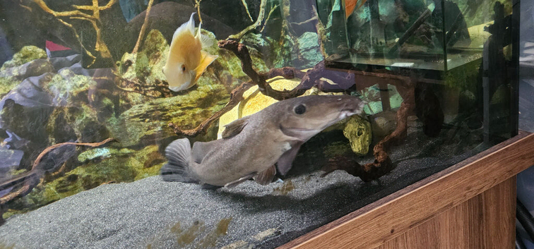 Giraffe catfish