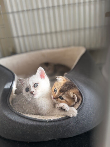 Gorgeous Scottish Fold Kittens