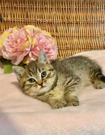 BEAUTIFUL VERY CHUNKY BSH BOY (READY NOW)