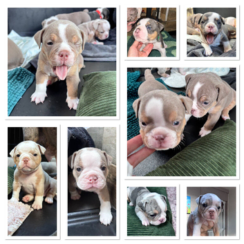 Gorgeous Olde English Bulldogges