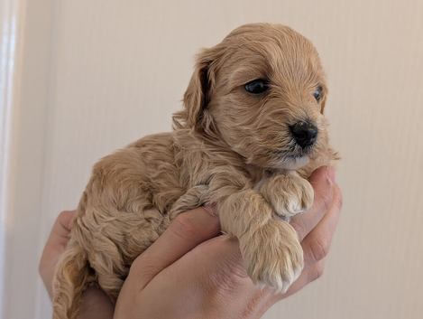 LAST F1 Apricot & Cream Maltipoo Puppies